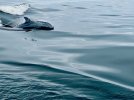 thumbnail_IMG_9103.jpg