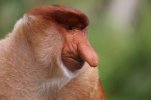 Proboscis monkey 2.jpg