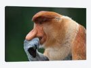 Proboscis monkey 1.jpg